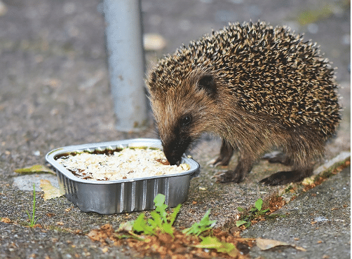 Igel